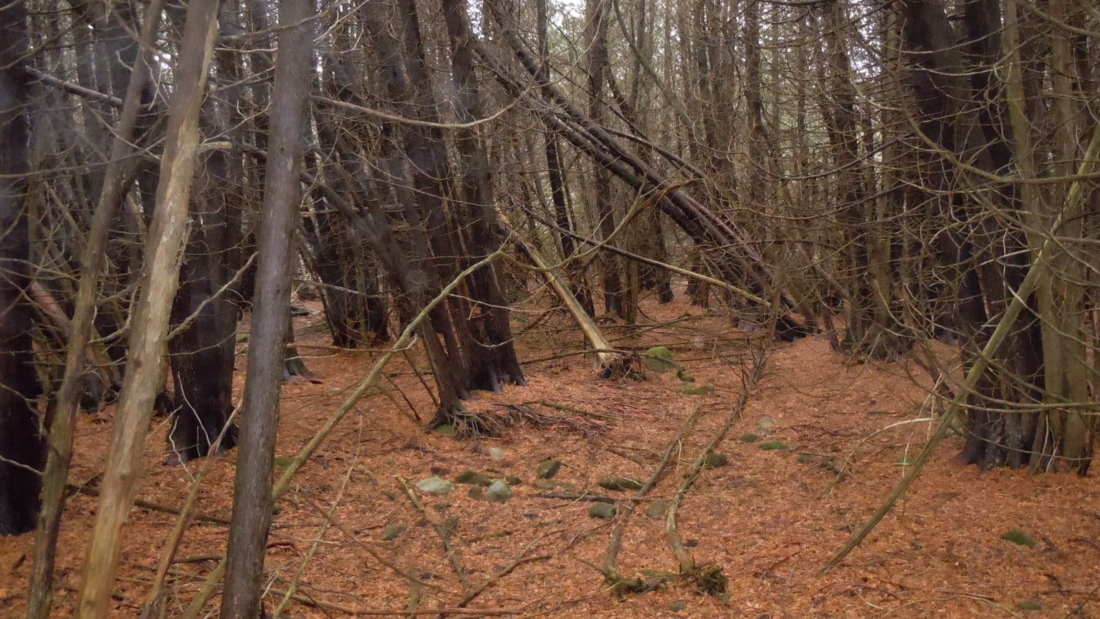 Winter Woodlot — Stellar Landscapes