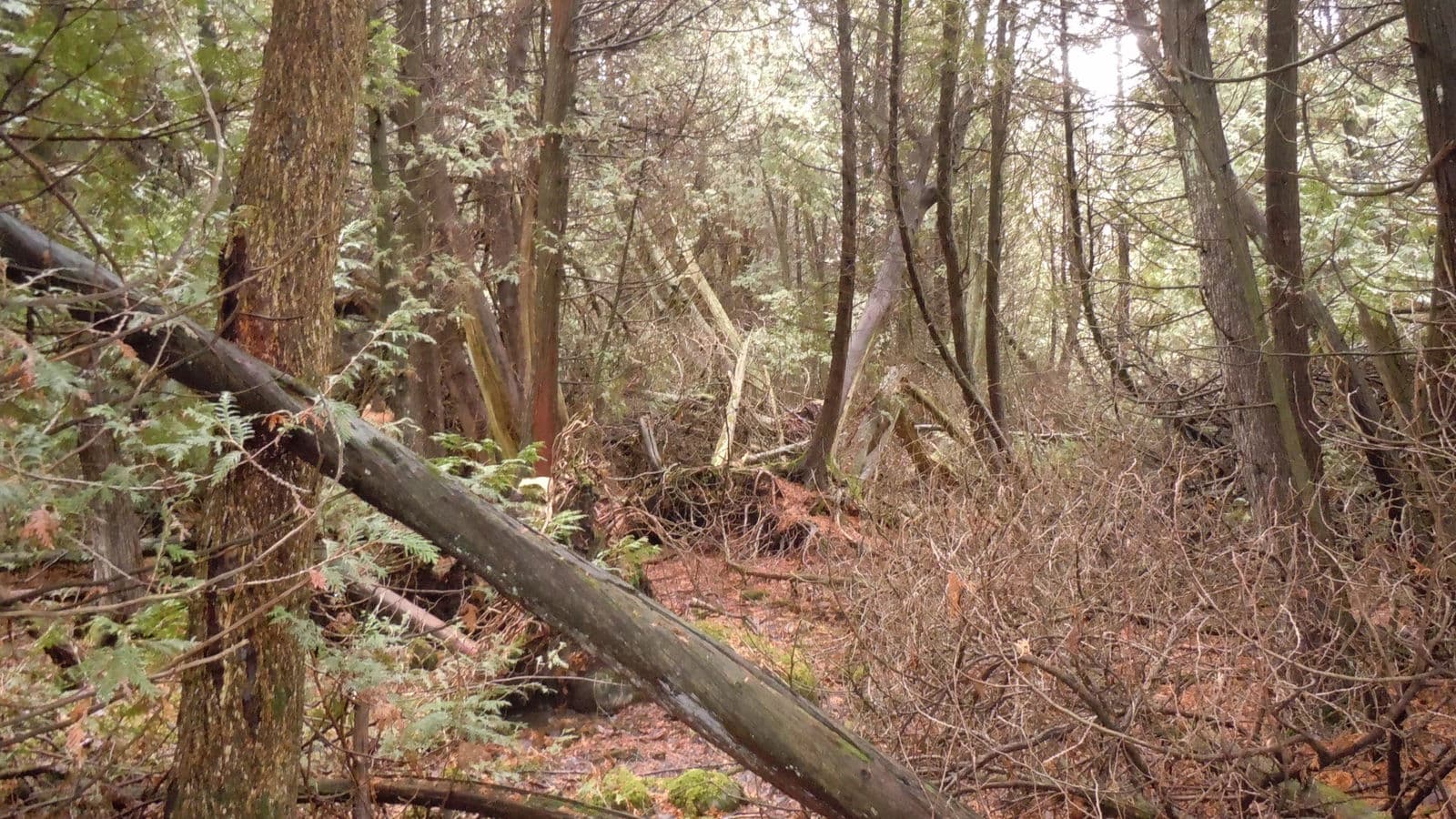 Winter Woodlot — Stellar Landscapes