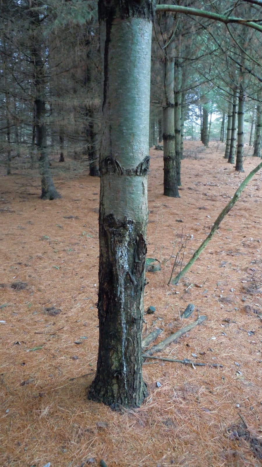 Winter Woodlot — Stellar Landscapes