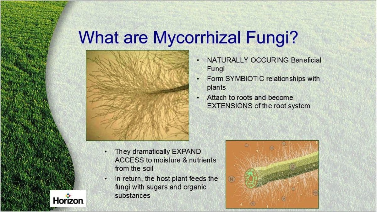 FOOD FOR THOUGHT What is fertilizer?