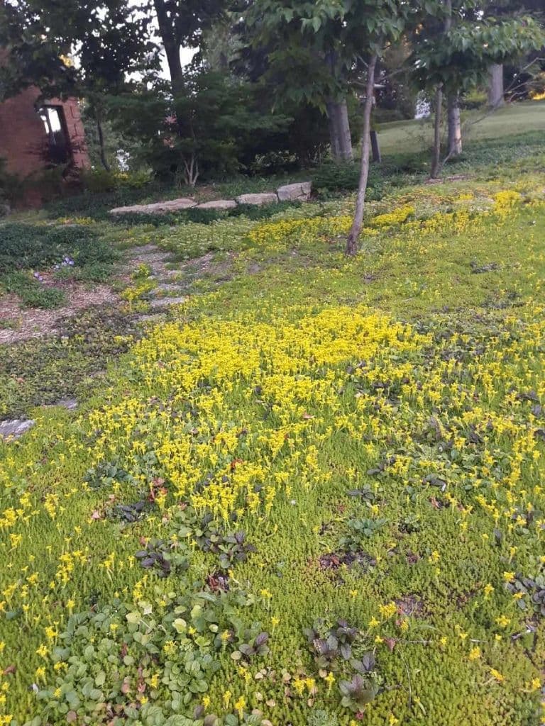 Turfgrass:time to rethink the lawn — photograph by Stellar Landscapes